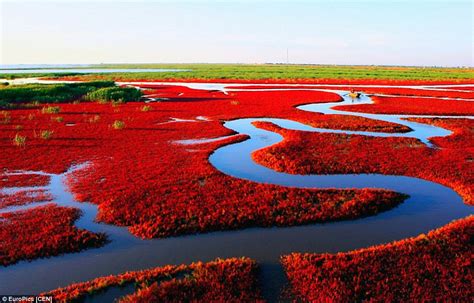  Il Lago Rosso di Panjin: Uno Spettacolo Naturale Infuocato e Misterioso!